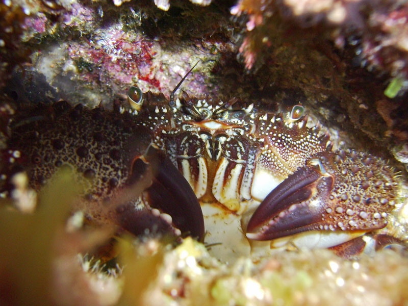 Crabe