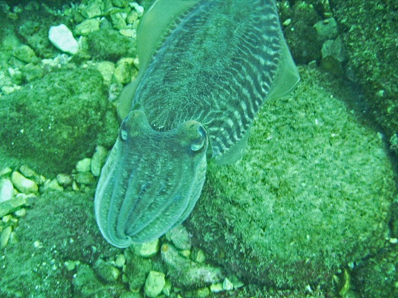 Seiche