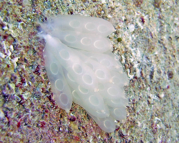 Squid eggs