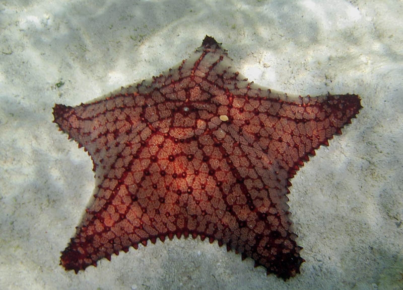Sea Star