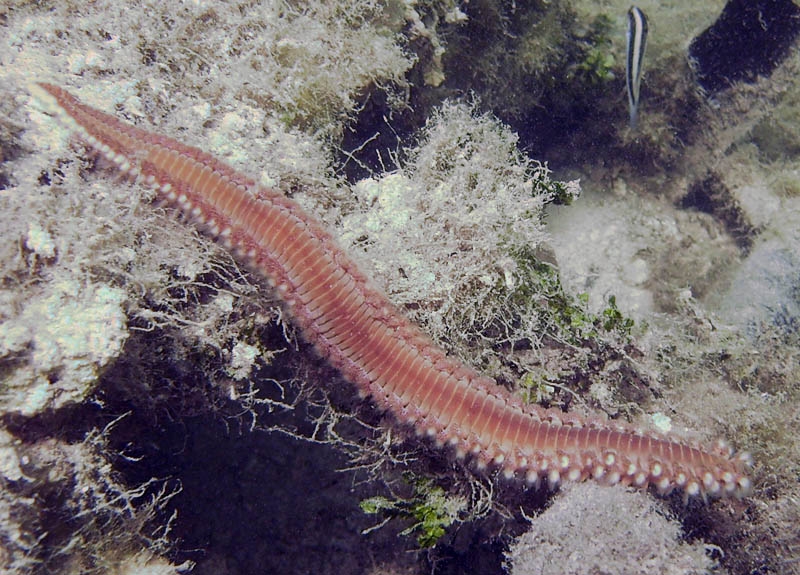 Worm