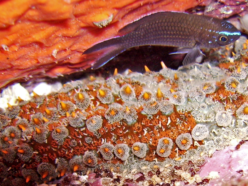 Etoile de mer et castagnole