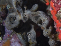 Cacospongia sp.