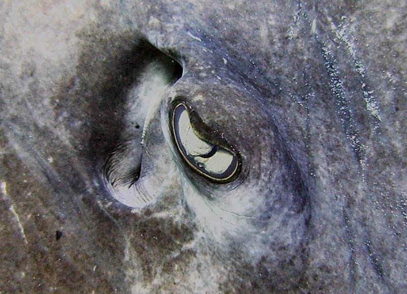 Eye of sting ray