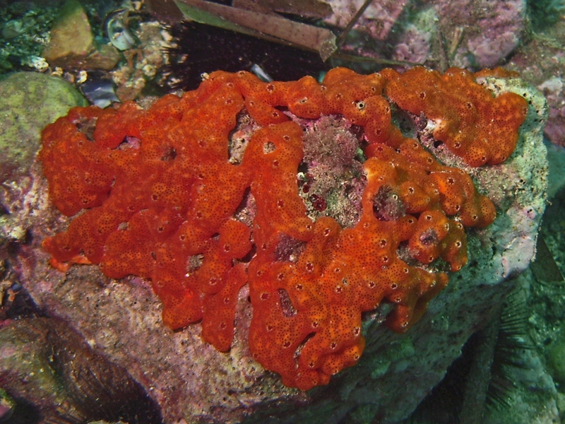 Eponge