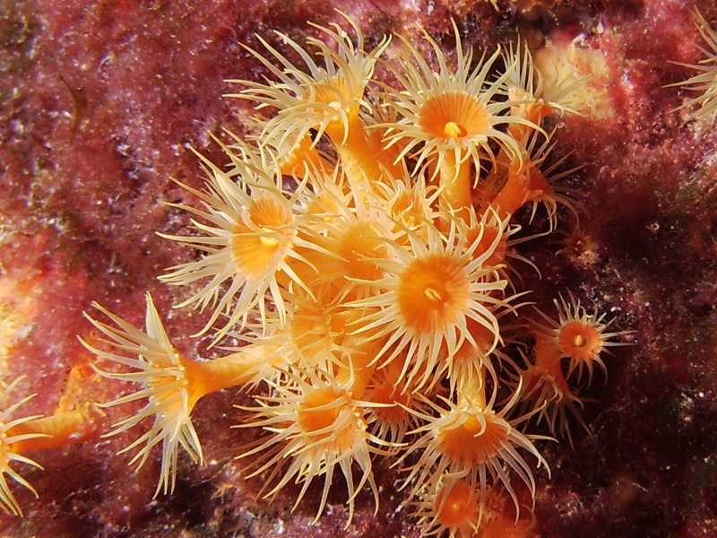 Parazoanthus