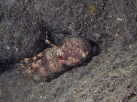 	Scyllarides latus