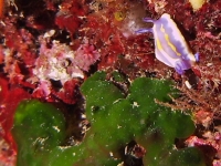 Chromodoris britoi