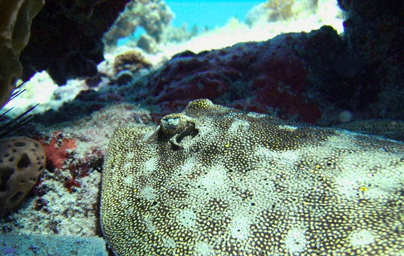 Yellow sting ray