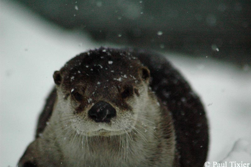 Rencontre inattendue<br><br>

Ce jour l je suis sorti pour prendre des photos de Victoria ensevellie sous les premires couches de neige et voil ce que j'ai trouv dans une petite crique juste devant chez moi. Cette loutre de rivire se roulait, se frottait continuellement sur le frais manteau neigeux, puis aller dans l'eau pcher quelques toiles de mer qu'elle mangeait en surface, pour revenir  terre et recommencer ses 