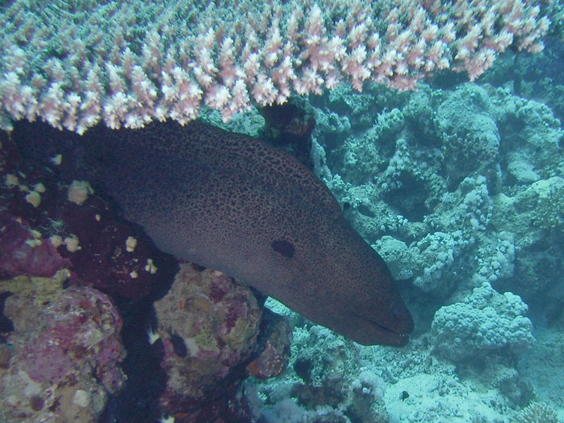 Murne javanaise