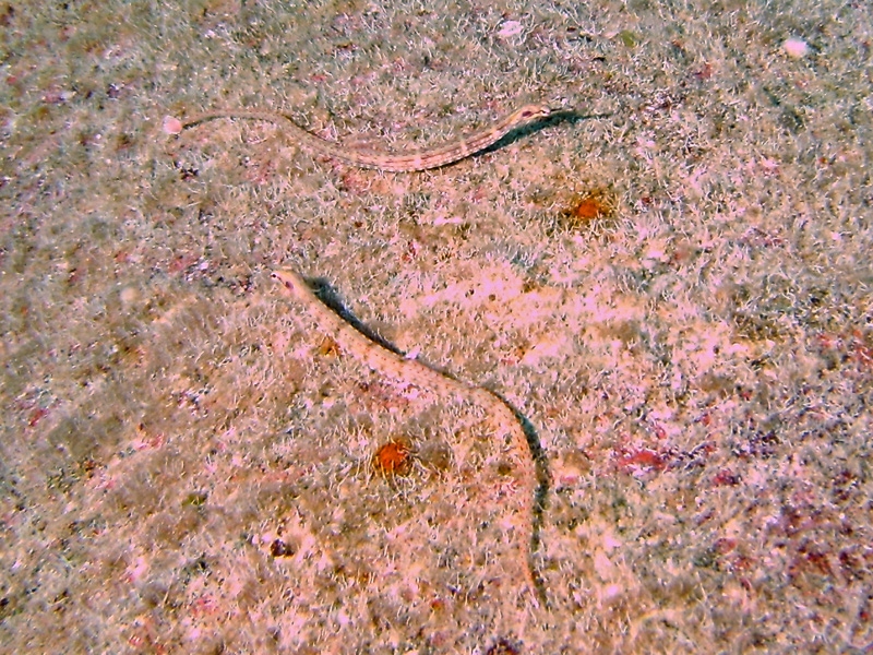 Syngnathe