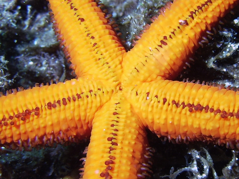 Etoile de mer (dessous)