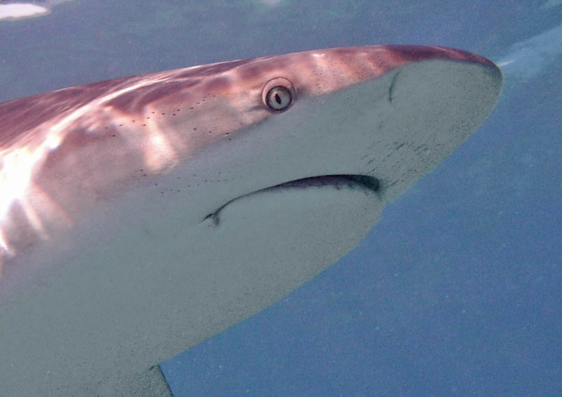Reef shark