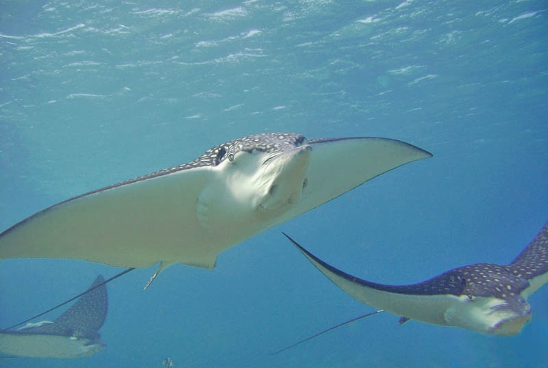 Eagle rays