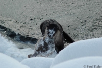 Lutra canadensis