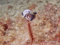 Hypselodoris tricolor