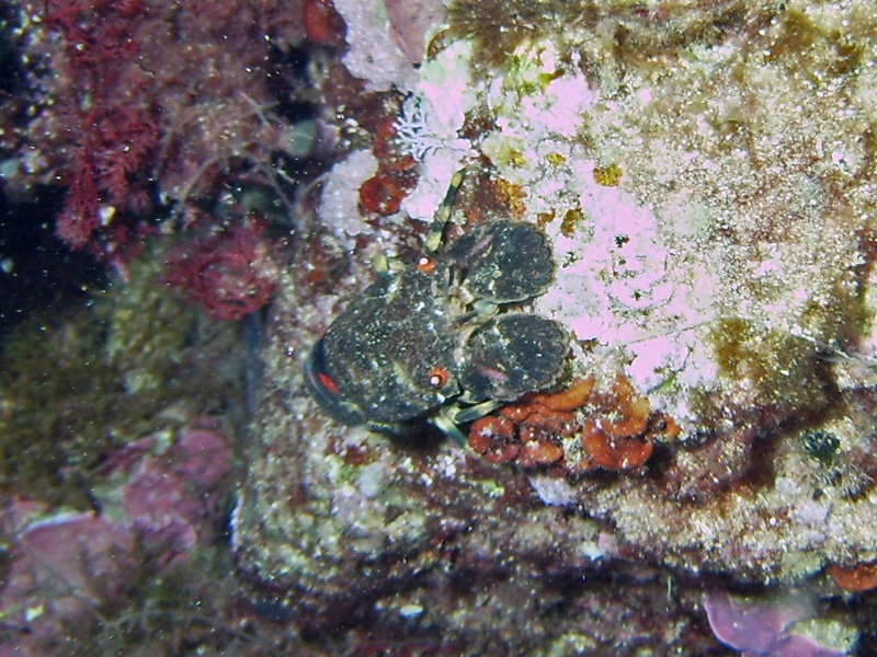 Cigale de mer (jeune)