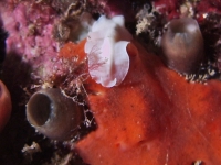 Prostheceraeus giesbrechtii