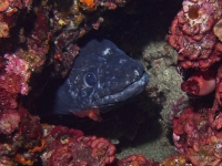 Conger conger + Lysmata seticaudata