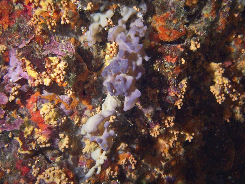 ponge bleue