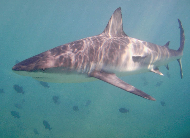 Reef shark