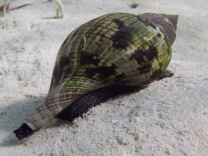 Coquillage