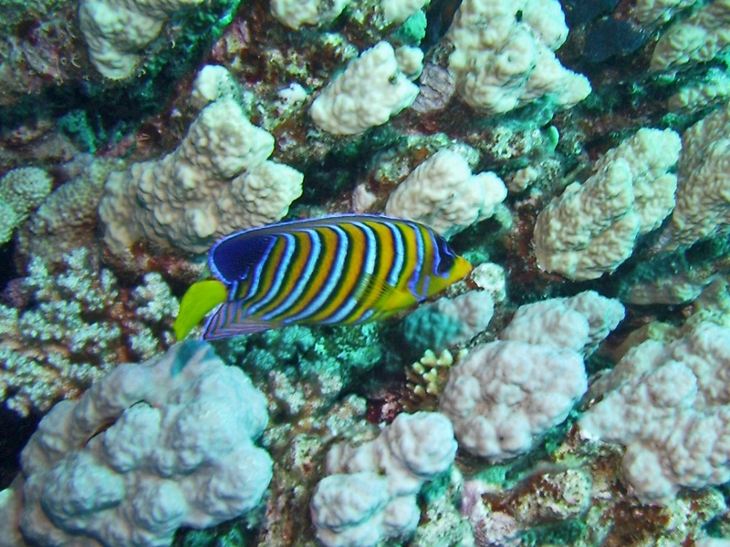 Holacanthe duc