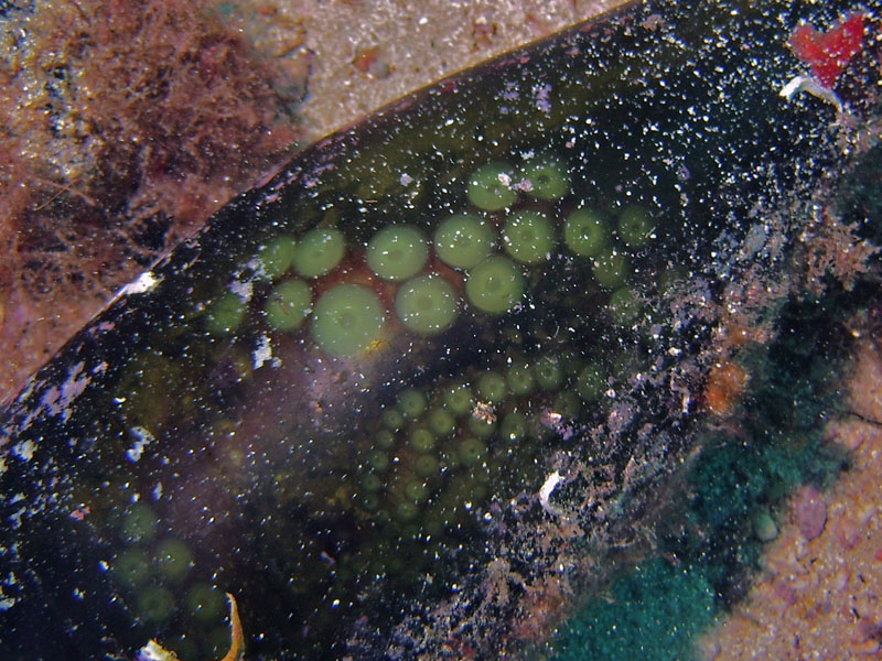 Poulpe dans une bouteille