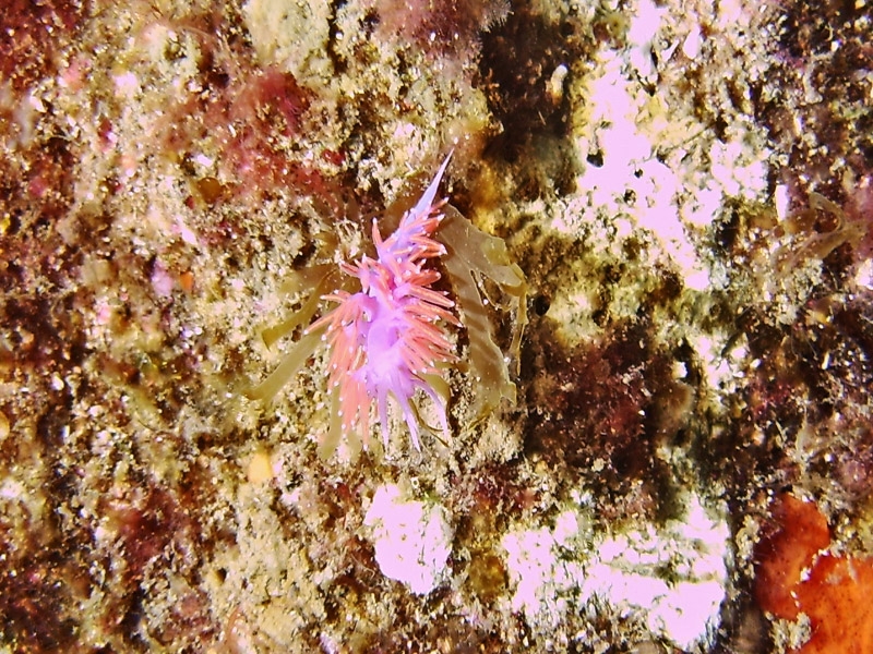 Flabelline