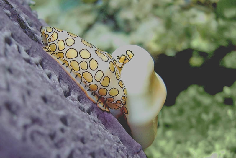 Flamingo tongue