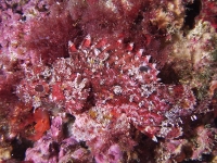 Scorpaena porcus