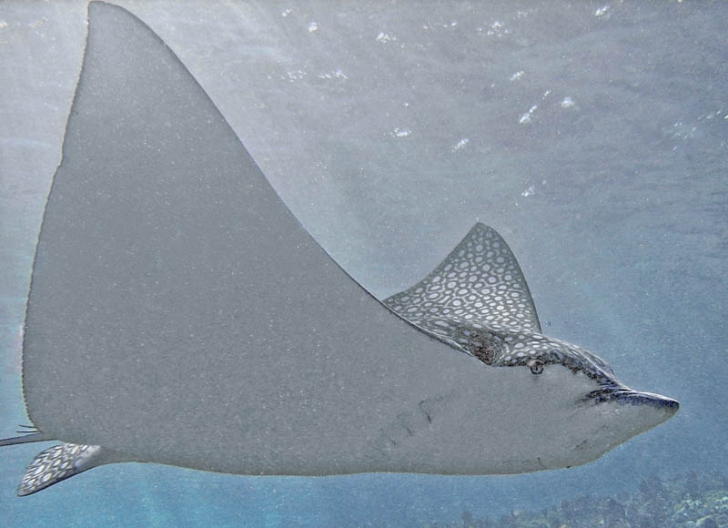 Eagle ray