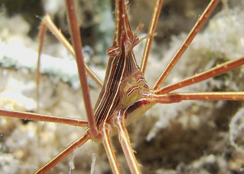 Crab