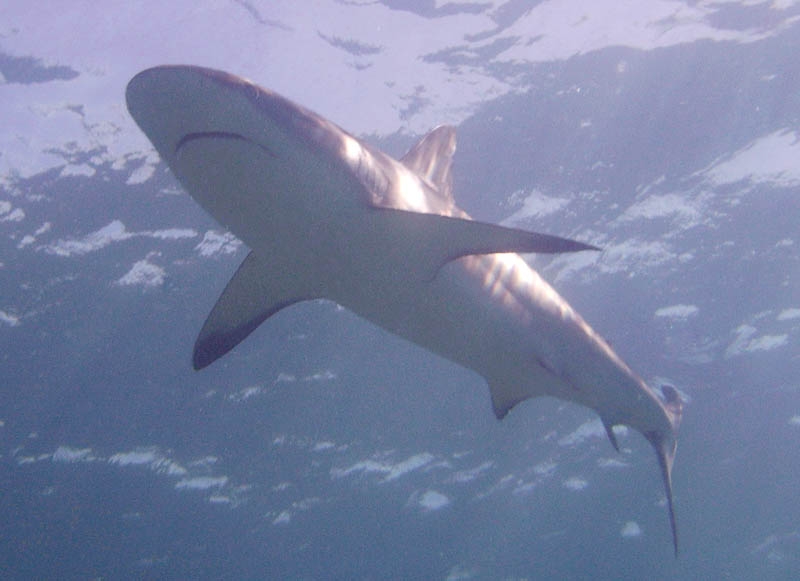 Reef shark