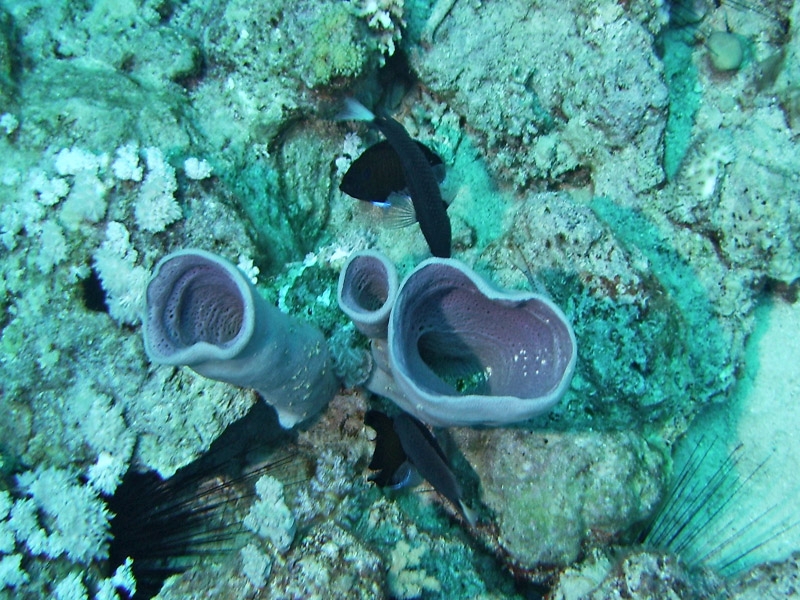 ponge tubulaire