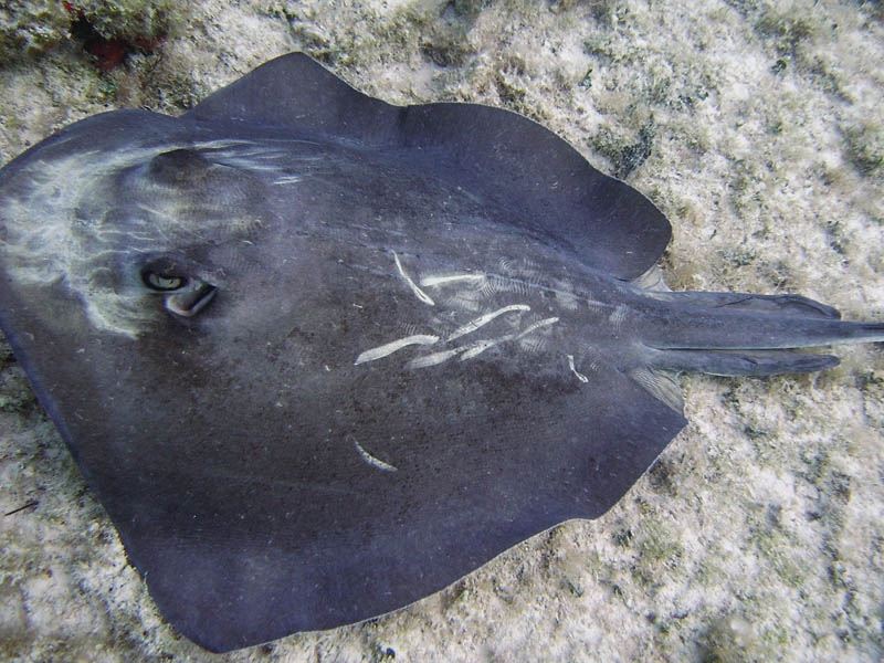 Sting ray avec cicatrices