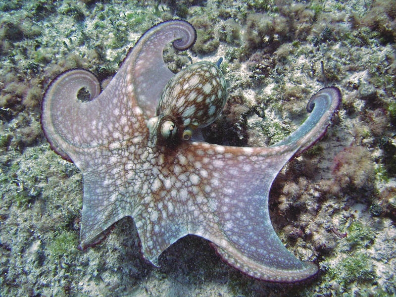 Octopus