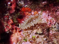 Pina nobilis