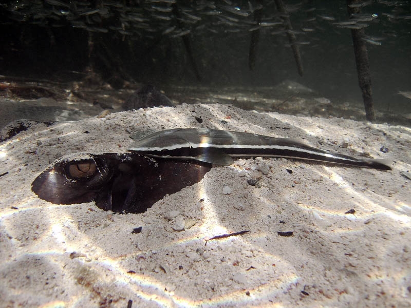Sting ray et remora