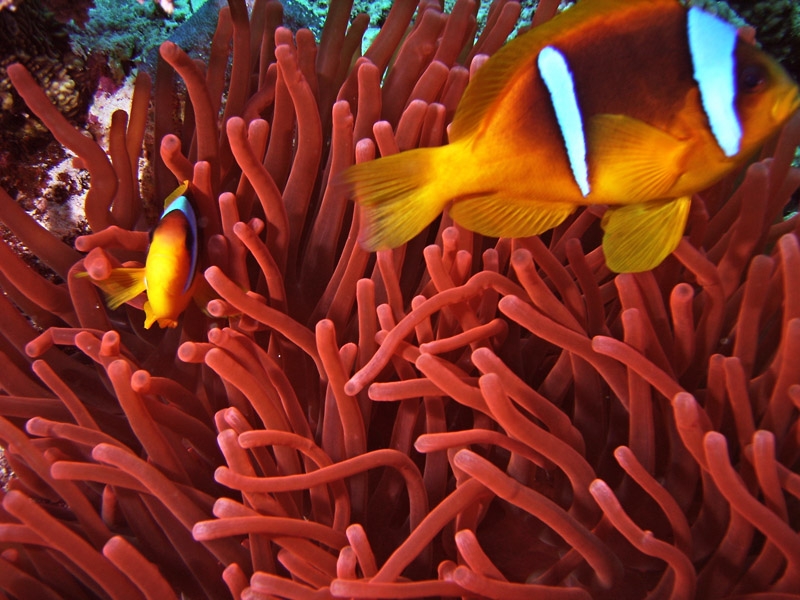Poisson clown + Anemone rouge