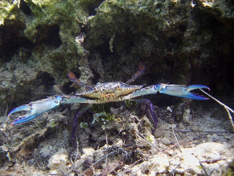 Blue Crab
