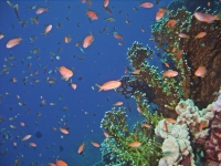 Anthias anthias