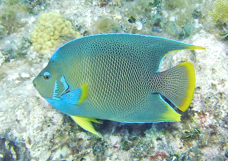 Queen angel fish