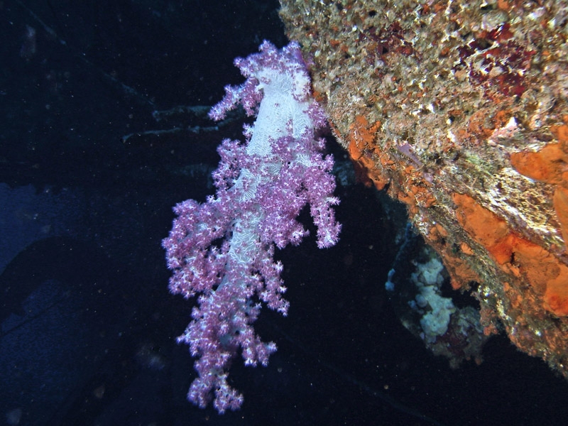Alcyonaire
