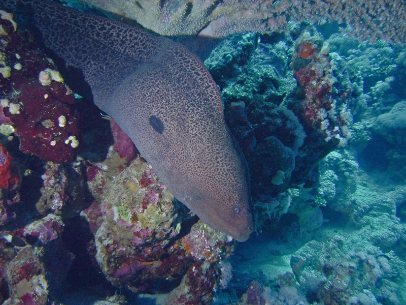 Murne javanaise
