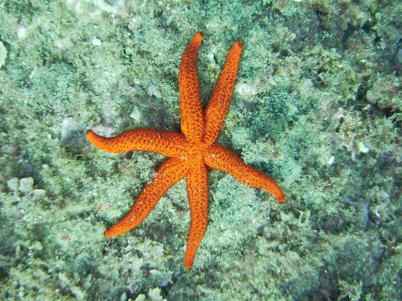 Etoile de mer (6 bras)