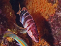 Serranus scriba