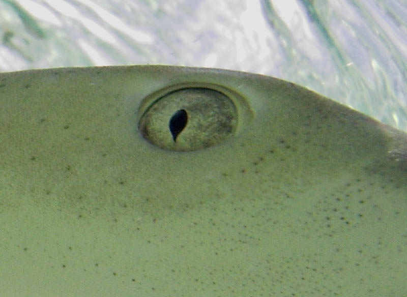 Lemon shark's eye