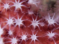 	Alcyonium acaule